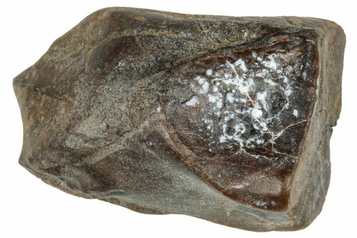 Fossil Dinosaur (Triceratops) Shed Tooth - Montana #324182